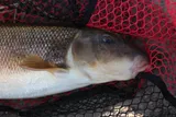 White Sucker, photographed in Wisconsin