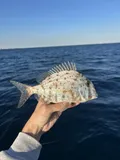 Whitebone Porgy, photographed in Florida