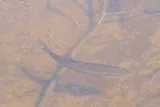 Fallfish, photographed in Québec