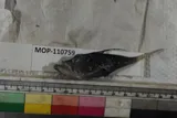 Threadfin Goosefish