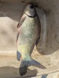 Smallmouth Buffalo, photographed in Mississippi