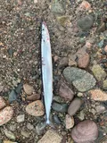Atlantic Saury, photographed in Nova Scotia