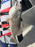 Red Drum, photographed in South Carolina