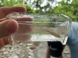 Silverjaw Minnow, photographed in Ohio