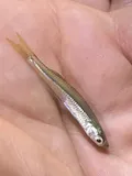 Inland Silverside, photographed in Texas