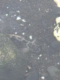 Brown Goby, photographed in Jeju