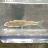 Creek Chub, photographed in Indiana
