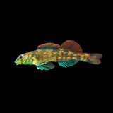Turquoise Darter, photographed in South Carolina