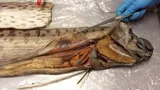 Oarfish, photographed in New South Wales