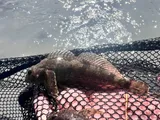Coastrange Sculpin, photographed in Washington