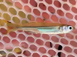 Inland Silverside, photographed in Florida