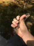 Snail Bullhead, photographed in North Carolina