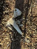 Freshwater Drum, photographed in Oklahoma
