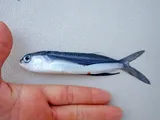 Oceanic Two-wing Flyingfish