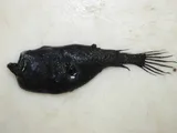Deepsea Angler