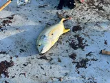 Crevalle Jack, photographed in Florida
