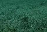 Spiny Boxfish, photographed in New South Wales