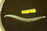 Speckled Worm Eel, photographed in Texas