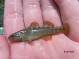 Rio Grande Darter, photographed in Texas