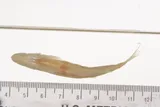 Altamaha Shiner, photographed in Georgia