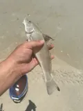 Gulf Kingfish, photographed in Florida