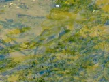 Notchlip Redhorse, photographed in North Carolina