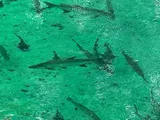 Tarpon, photographed in Florida