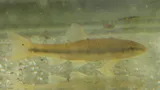 River Chub, photographed in Ontario