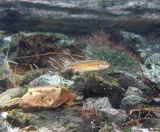Moapa Dace, photographed in Nevada
