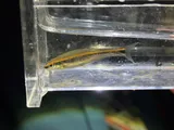 Redeye Chub, photographed in Alabama