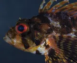Hawaiian Turkeyfish, photographed in Hawaii