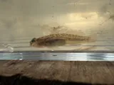 Naked Goby, photographed in Louisiana