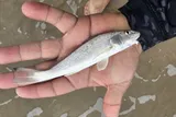 Gulf Kingfish, photographed in Tamaulipas