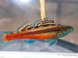 Bandfin Darter, photographed in Alabama
