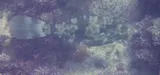 Scrawled Filefish, photographed in La Altagracia