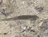 Lake Chub, photographed in British Columbia