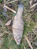 Tench, photographed in England