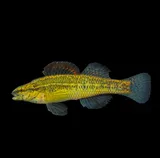 Pinewoods Darter, photographed in North Carolina