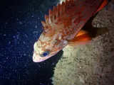 Vermilion Rockfish, photographed in California