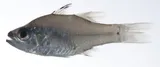 Robbermask Cardinalfish, photographed in Sorsogon