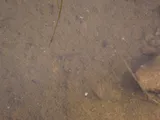 Desert Pupfish, photographed in California