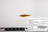 Highland Shiner, photographed in Kentucky