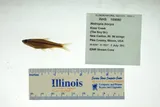 Bigeye Shiner, photographed in Illinois