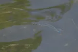 Redfin Needlefish, photographed in Florida