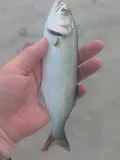 Bluefish, photographed in Georgia
