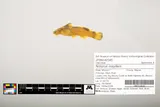 Black River Madtom, photographed in Missouri