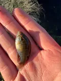 Banded Sunfish, photographed in North Carolina