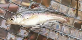 Brassy Minnow, photographed in Ontario