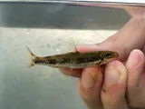 Rustyside Sucker, photographed in Virginia