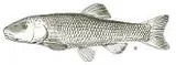 Redspot Chub, photographed in Oklahoma